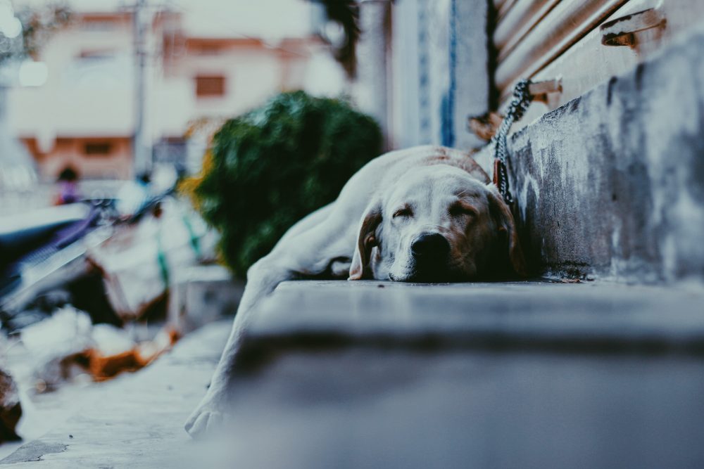 city-dog